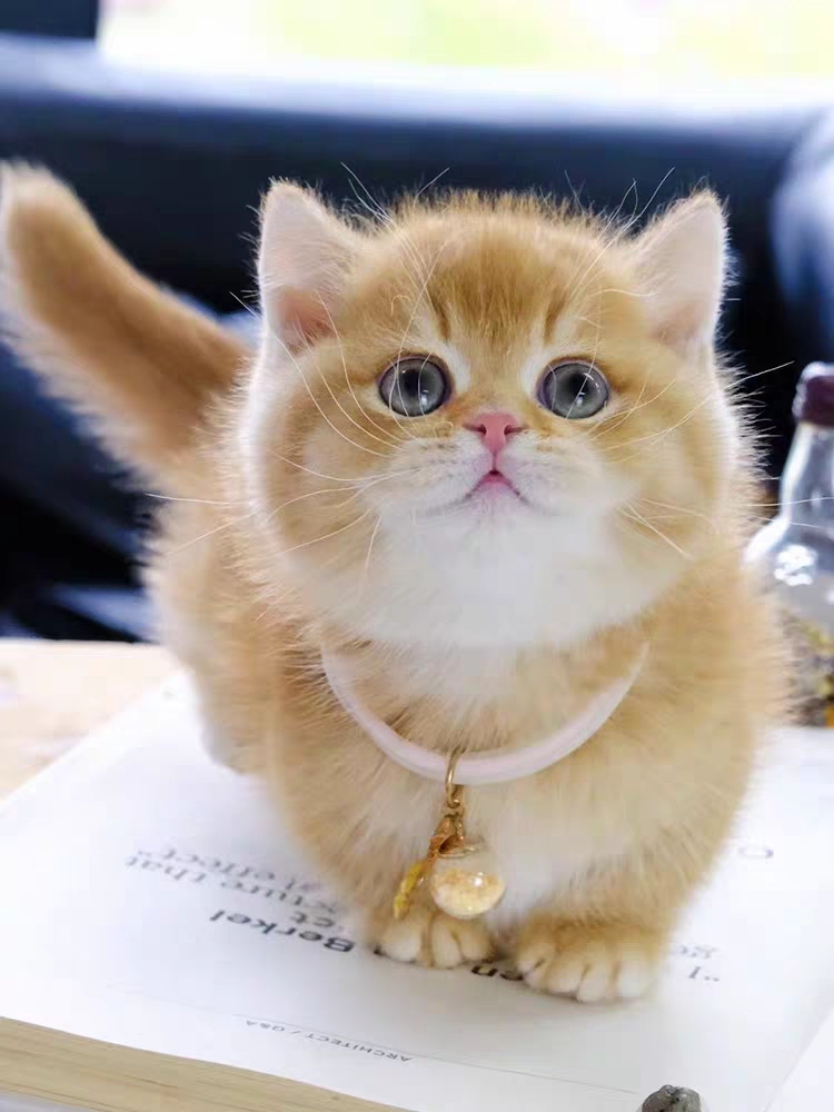 猫舍直销,批发价出售,金渐层